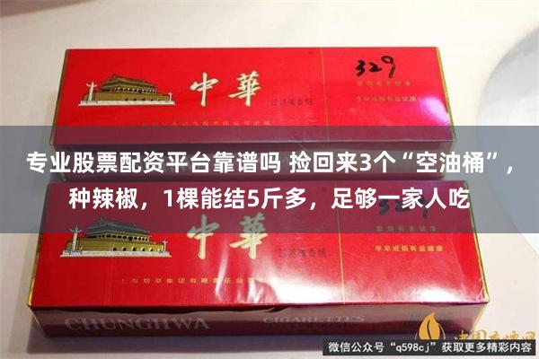 专业股票配资平台靠谱吗 捡回来3个“空油桶”，种辣椒，1棵能结5斤多，足够一家人吃